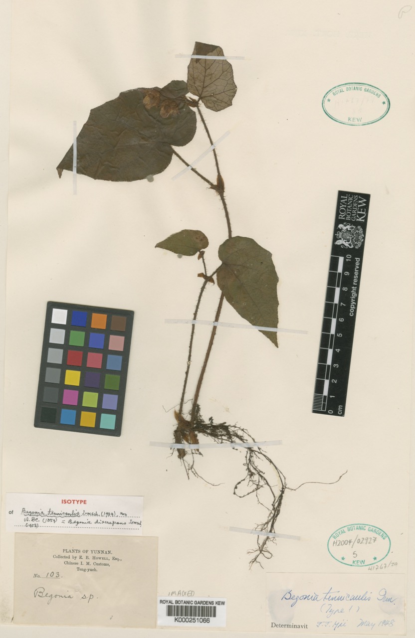 B. discrepans